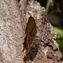 Geitoneura acantha at Worrigee, NSW - 16 Jan 2023 01:14 PM