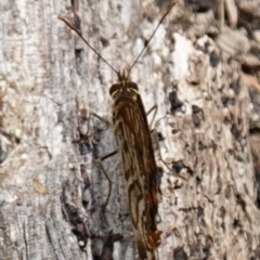 Geitoneura acantha at Worrigee, NSW - 16 Jan 2023 01:14 PM