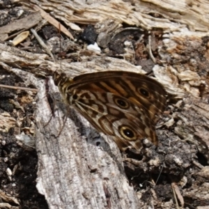 Geitoneura acantha at Worrigee, NSW - 16 Jan 2023