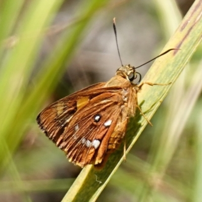 Trapezites symmomus (Splendid Ochre) at Worrigee, NSW - 16 Jan 2023 by RobG1