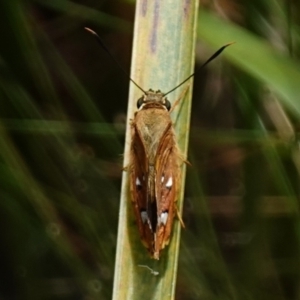 Trapezites symmomus at Worrigee, NSW - 16 Jan 2023 01:45 PM