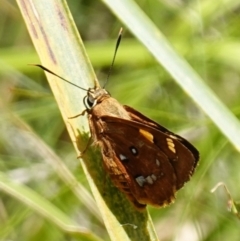 Trapezites symmomus at Worrigee, NSW - 16 Jan 2023 01:45 PM