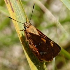 Trapezites symmomus at Worrigee, NSW - 16 Jan 2023 01:45 PM