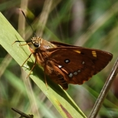 Trapezites symmomus at Worrigee, NSW - 16 Jan 2023 01:45 PM