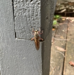 Unidentified Robber fly (Asilidae) at Lyneham, ACT - 18 Jan 2023 by HelenWay