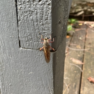 Unidentified Robber fly (Asilidae) at Lyneham, ACT - 18 Jan 2023 by HelenWay
