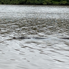 Crocodylus porosus (Saltwater Crocodile, Estuarine Crocodile) at Lower Daintree, QLD - 18 Jan 2023 by Mavis