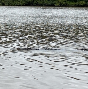 Crocodylus porosus at Lower Daintree, QLD - 18 Jan 2023 03:50 PM