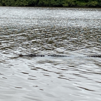Crocodylus porosus (Saltwater Crocodile, Estuarine Crocodile) at Lower Daintree, QLD - 18 Jan 2023 by Mavis