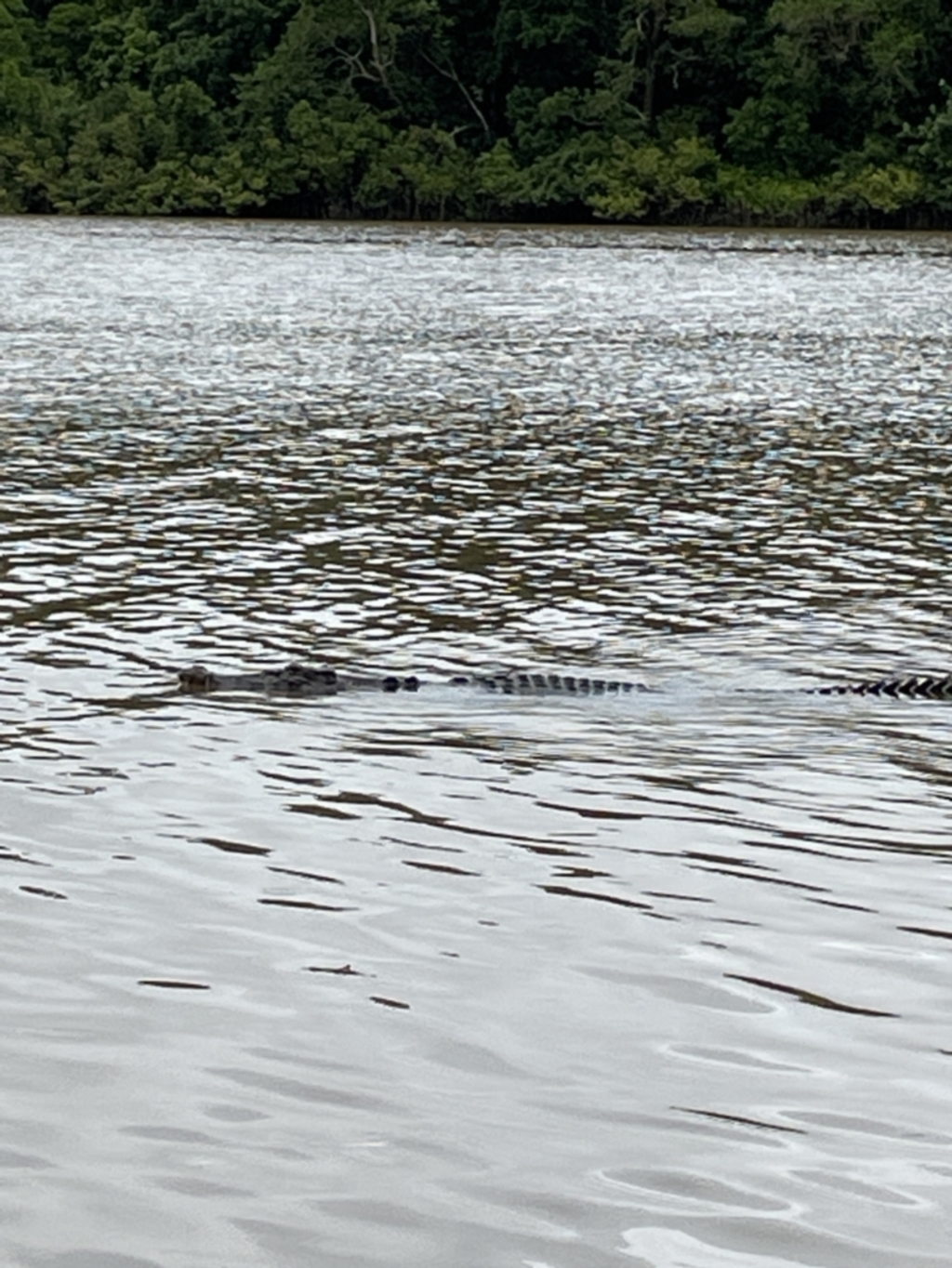 Crocodylus porosus at Lower Daintree, QLD - 18 Jan 2023