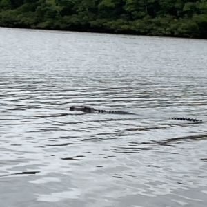 Crocodylus porosus at Lower Daintree, QLD - 18 Jan 2023 03:50 PM