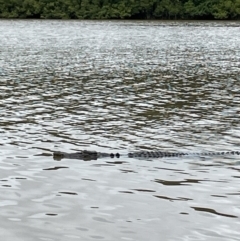 Crocodylus porosus at Lower Daintree, QLD - 18 Jan 2023 03:50 PM