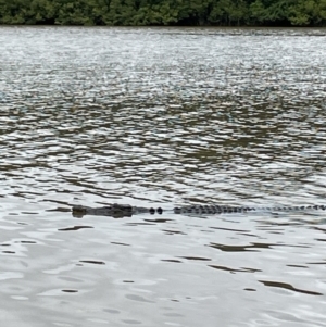 Crocodylus porosus at Lower Daintree, QLD - 18 Jan 2023