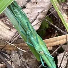 Megacrania batesii at Cape Tribulation, QLD - 18 Jan 2023