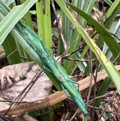 Megacrania batesii at Cape Tribulation, QLD - 18 Jan 2023 01:33 PM
