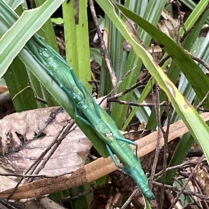 Megacrania batesii at Cape Tribulation, QLD - 18 Jan 2023