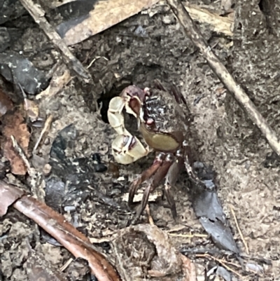 Unverified Crab at Cape Tribulation, QLD - 18 Jan 2023 by Mavis