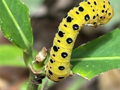 Dysphania numana at Cape Tribulation, QLD - 18 Jan 2023 by Mavis