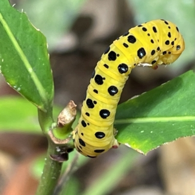 Unidentified Moth (Lepidoptera) at Cape Tribulation, QLD - 18 Jan 2023 by Mavis