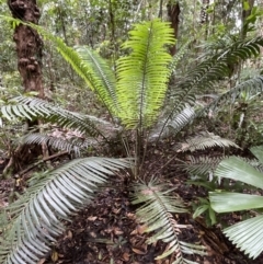 Lepidozamia hopei (Hope's Cycad) at Daintree National Park - 18 Jan 2023 by Mavis