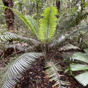 Lepidozamia hopei at Cape Tribulation, QLD - suppressed