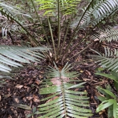 Lepidozamia hopei at Cape Tribulation, QLD - suppressed