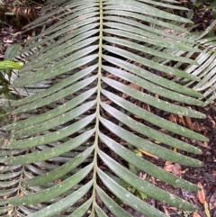 Lepidozamia hopei at Cape Tribulation, QLD - suppressed