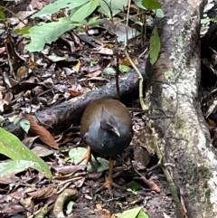 Megapodius reinwardt (Orange-footed Scrubfowl) at Cape Tribulation, QLD - 18 Jan 2023 by Mavis