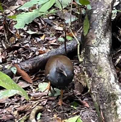 Megapodius reinwardt (Orange-footed Megapode) at Daintree National Park - 18 Jan 2023 by Mavis