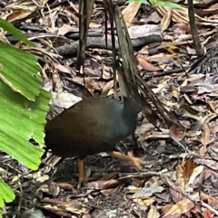 Megapodius reinwardt at Cape Tribulation, QLD - 18 Jan 2023 01:21 PM