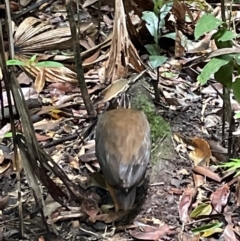 Megapodius reinwardt at Cape Tribulation, QLD - 18 Jan 2023 01:21 PM