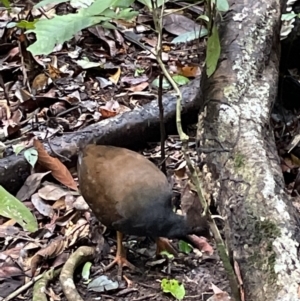 Megapodius reinwardt at Cape Tribulation, QLD - 18 Jan 2023 01:21 PM