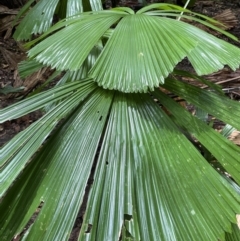 Licuala ramsayi (Queensland Fan Palm) at Daintree National Park - 18 Jan 2023 by Mavis
