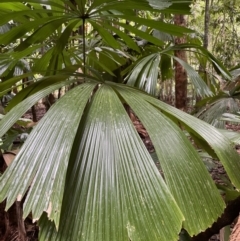 Licuala ramsayi at Cape Tribulation, QLD - 18 Jan 2023 01:17 PM