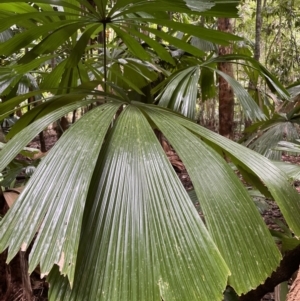 Licuala ramsayi at Cape Tribulation, QLD - 18 Jan 2023