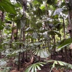 Licuala ramsayi at Cape Tribulation, QLD - 18 Jan 2023