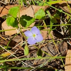 Veronica calycina (Hairy Speedwell) at Tidbinbilla Nature Reserve - 17 Jan 2023 by Mike