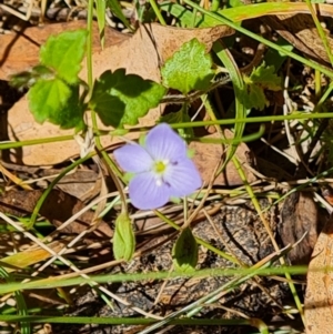 Veronica calycina at Paddys River, ACT - 17 Jan 2023