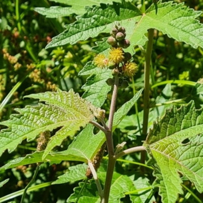 Adriana tomentosa var. tomentosa (Eastern Bitterbush) at Stony Creek - 17 Jan 2023 by Mike