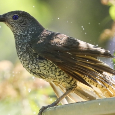 Ptilonorhynchus violaceus (Satin Bowerbird) at Higgins, ACT - 12 Jan 2023 by AlisonMilton