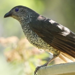 Ptilonorhynchus violaceus at Higgins, ACT - 12 Jan 2023