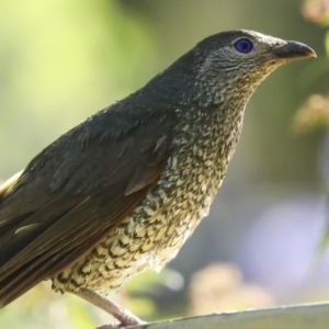 Ptilonorhynchus violaceus at Higgins, ACT - 12 Jan 2023