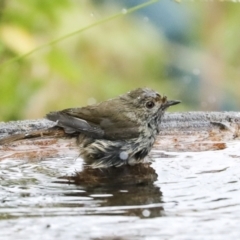 Acanthiza pusilla (Brown Thornbill) at Higgins, ACT - 16 Jan 2023 by AlisonMilton