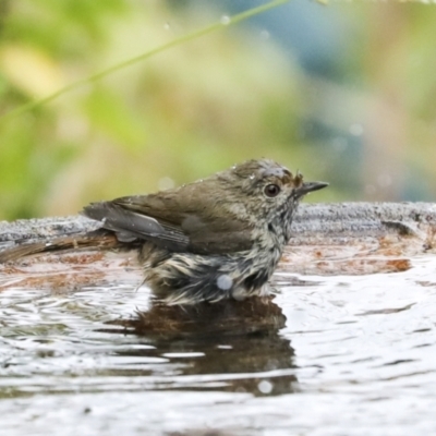 Acanthiza pusilla (Brown Thornbill) at Higgins, ACT - 16 Jan 2023 by AlisonMilton