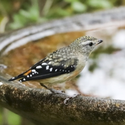 Pardalotus punctatus (Spotted Pardalote) at Higgins, ACT - 15 Jan 2023 by AlisonMilton