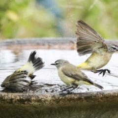 Acanthiza chrysorrhoa (Yellow-rumped Thornbill) at Higgins, ACT - 15 Jan 2023 by AlisonMilton