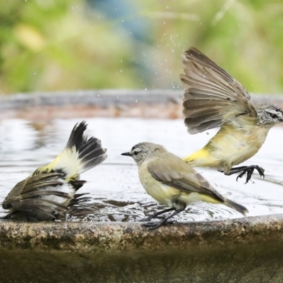 Acanthiza chrysorrhoa (Yellow-rumped Thornbill) at Higgins, ACT - 15 Jan 2023 by AlisonMilton