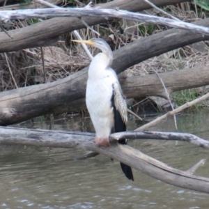 Anhinga novaehollandiae at Moss Vale, NSW - 16 Sep 2022