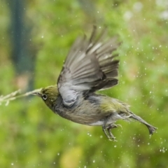 Zosterops lateralis (Silvereye) at Higgins, ACT - 16 Jan 2023 by AlisonMilton