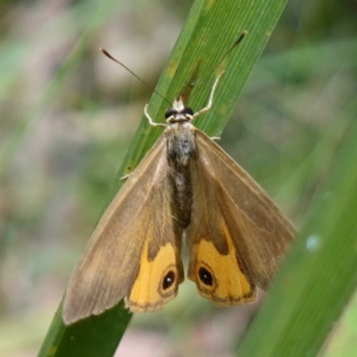 Hypocysta metirius (Brown Ringlet) at Worrigee, NSW - 16 Jan 2023 by RobG1